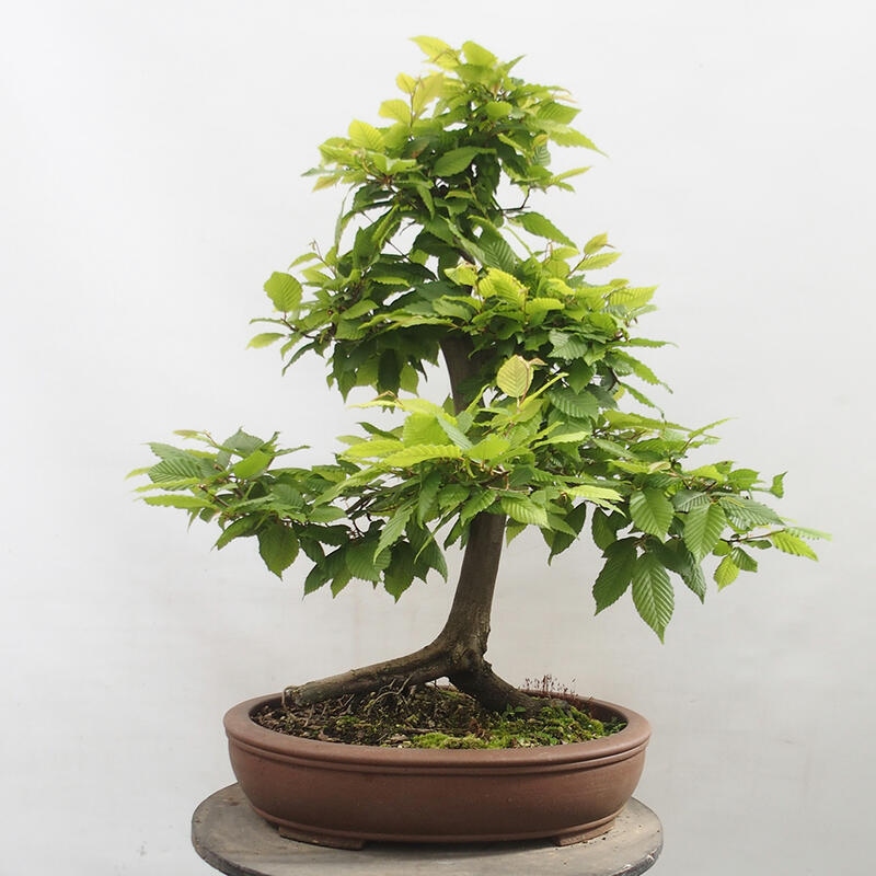 Bonsai im Freien - Hainbuche - Carpinus betulus