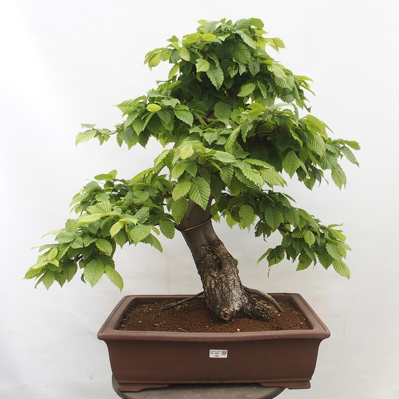 Bonsai im Freien - Hainbuche - Carpinus betulus