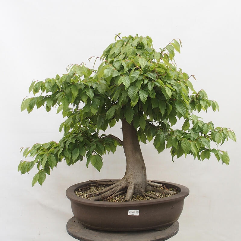 Bonsai im Freien - Hainbuche - Carpinus betulus