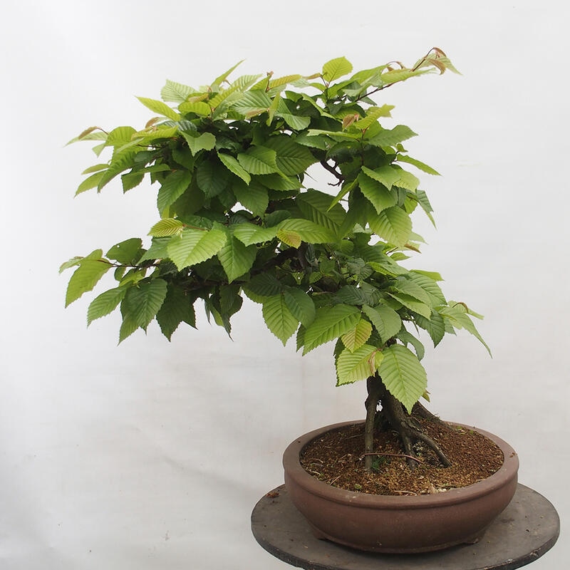 Bonsai im Freien - Hainbuche - Carpinus betulus