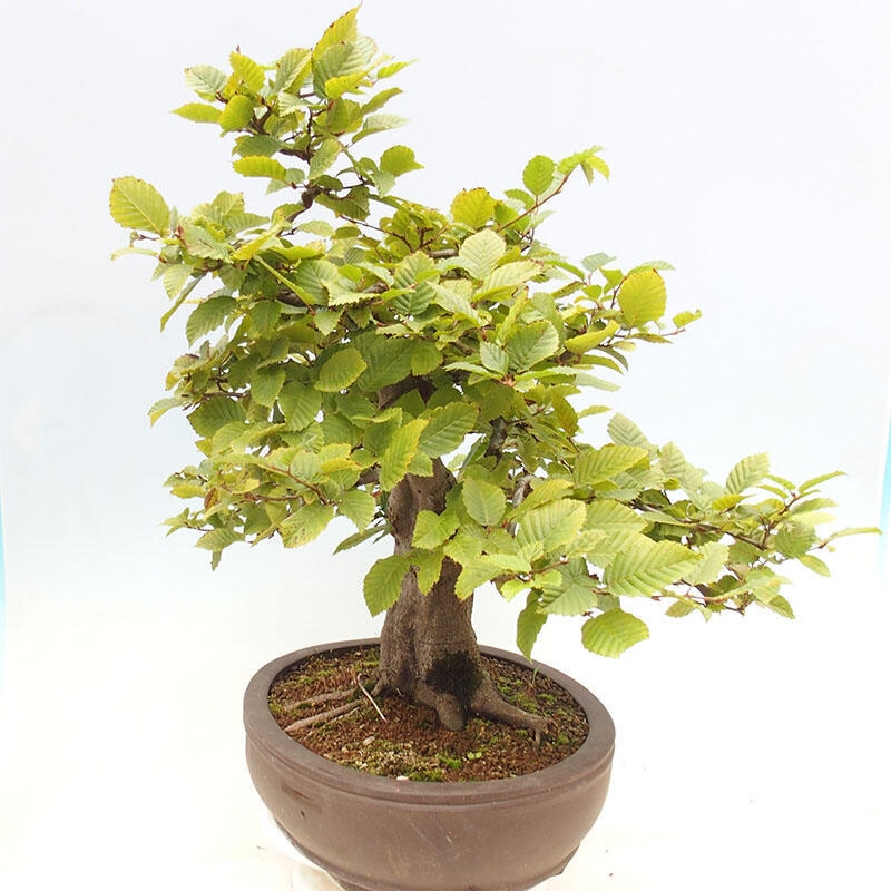 Bonsai im Freien - Hainbuche - Carpinus betulus