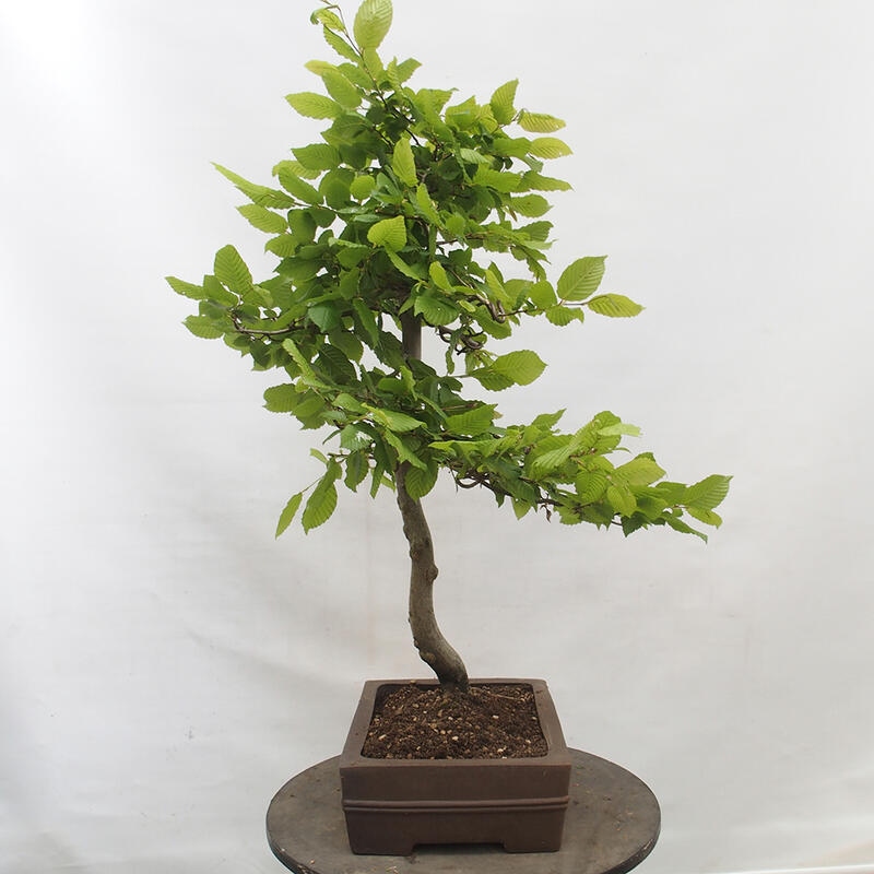 Bonsai im Freien - Hainbuche - Carpinus betulus