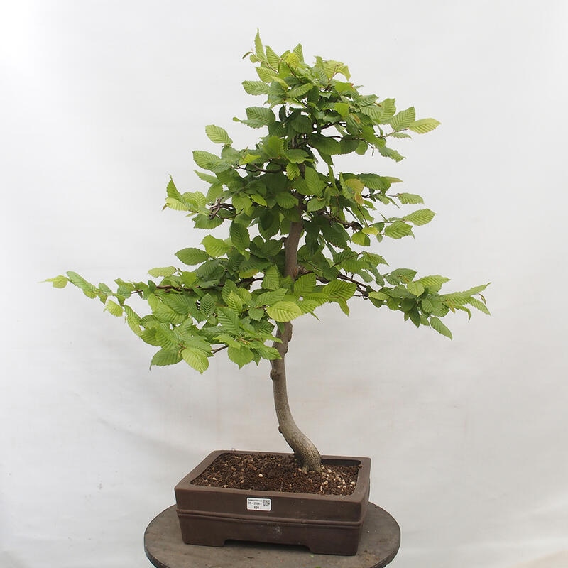 Bonsai im Freien - Hainbuche - Carpinus betulus