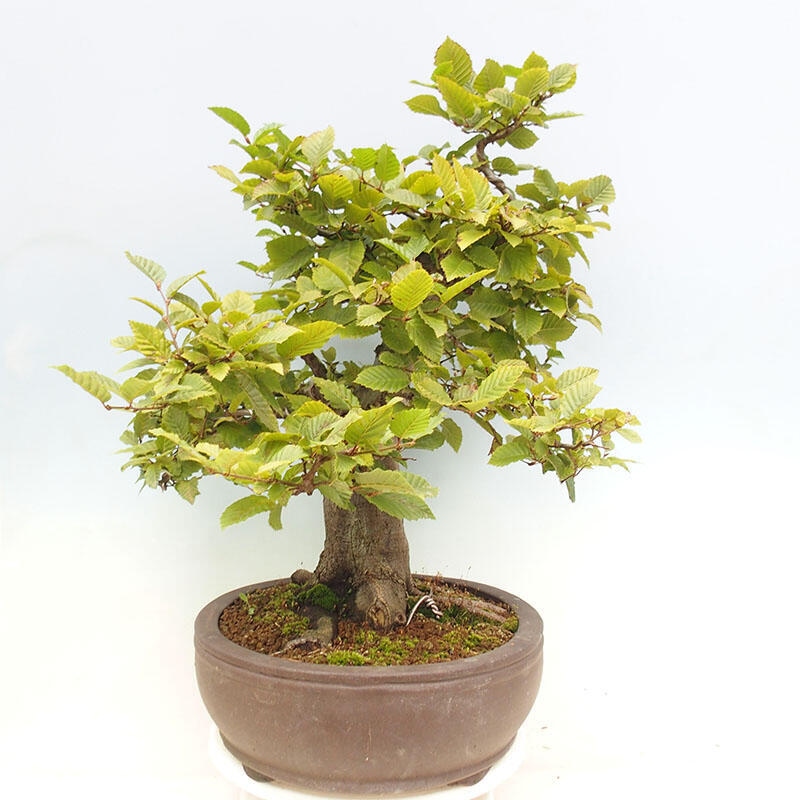 Bonsai im Freien - Hainbuche - Carpinus betulus