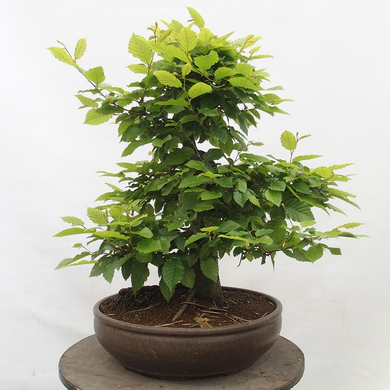 Bonsai im Freien - Hainbuche - Carpinus betulus