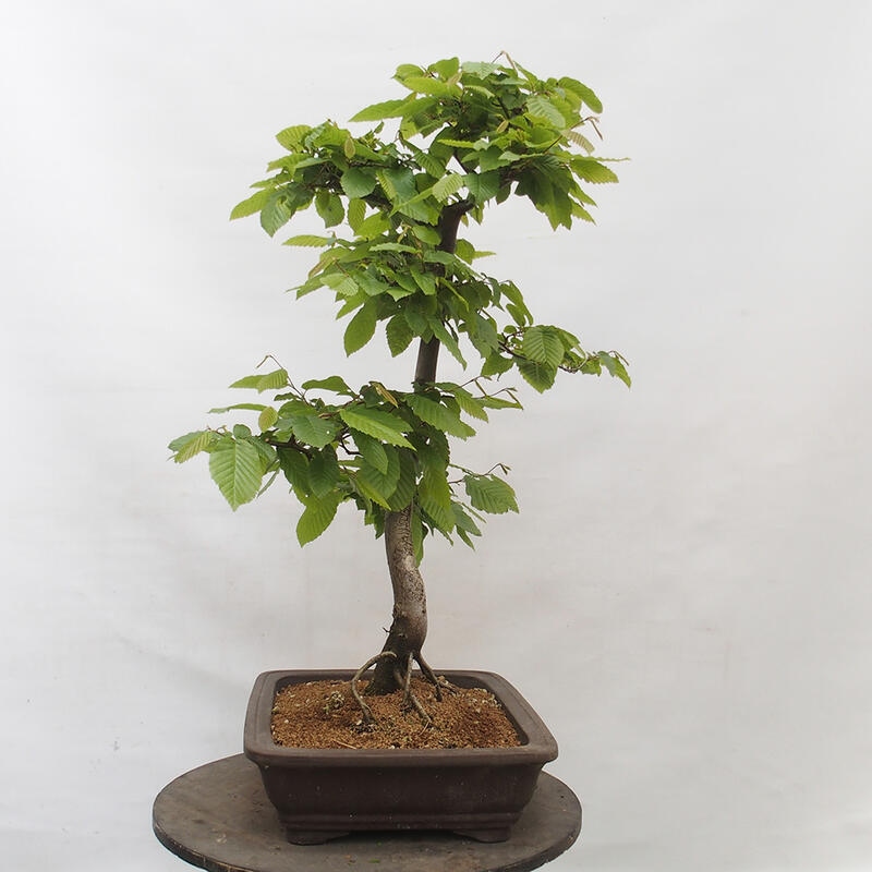 Bonsai im Freien - Hainbuche - Carpinus betulus