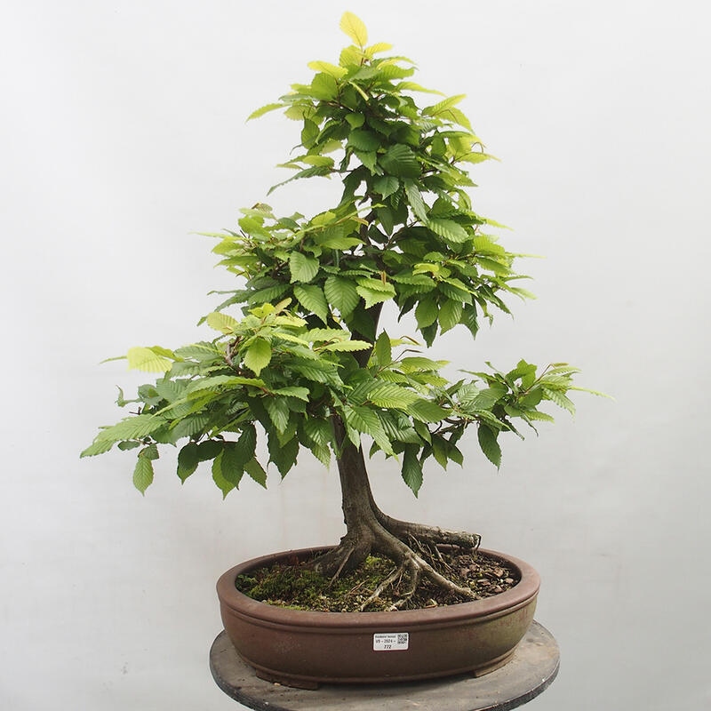 Bonsai im Freien - Hainbuche - Carpinus betulus