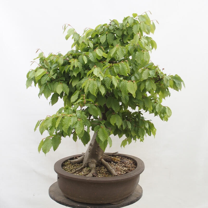 Bonsai im Freien - Hainbuche - Carpinus betulus