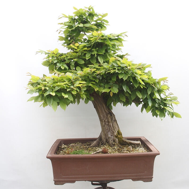 Bonsai im Freien - Hainbuche - Carpinus betulus