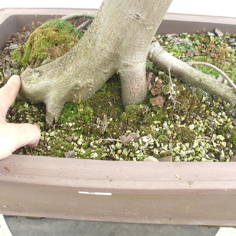 Bonsai im Freien - Hainbuche - Carpinus betulus