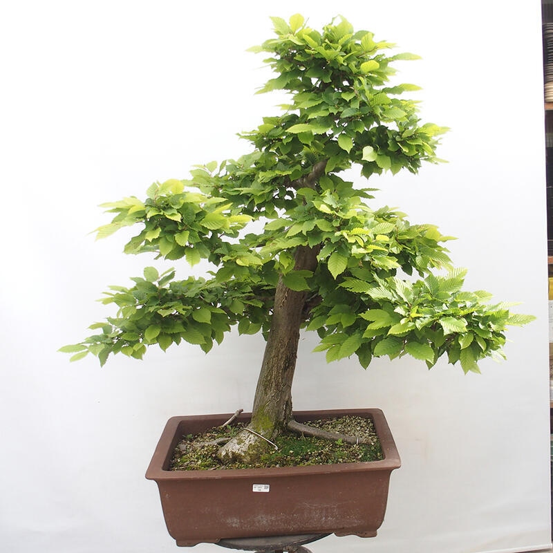 Bonsai im Freien - Hainbuche - Carpinus betulus