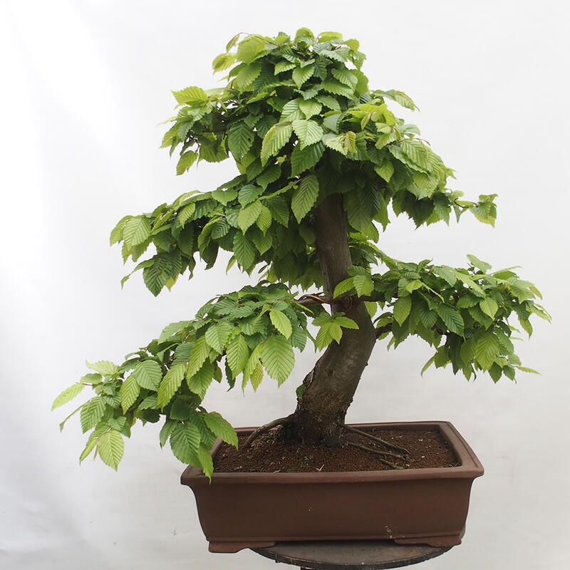 Bonsai im Freien - Hainbuche - Carpinus betulus