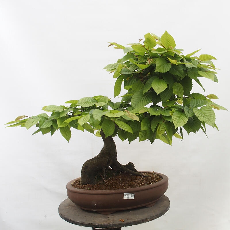 Bonsai im Freien - Hainbuche - Carpinus betulus