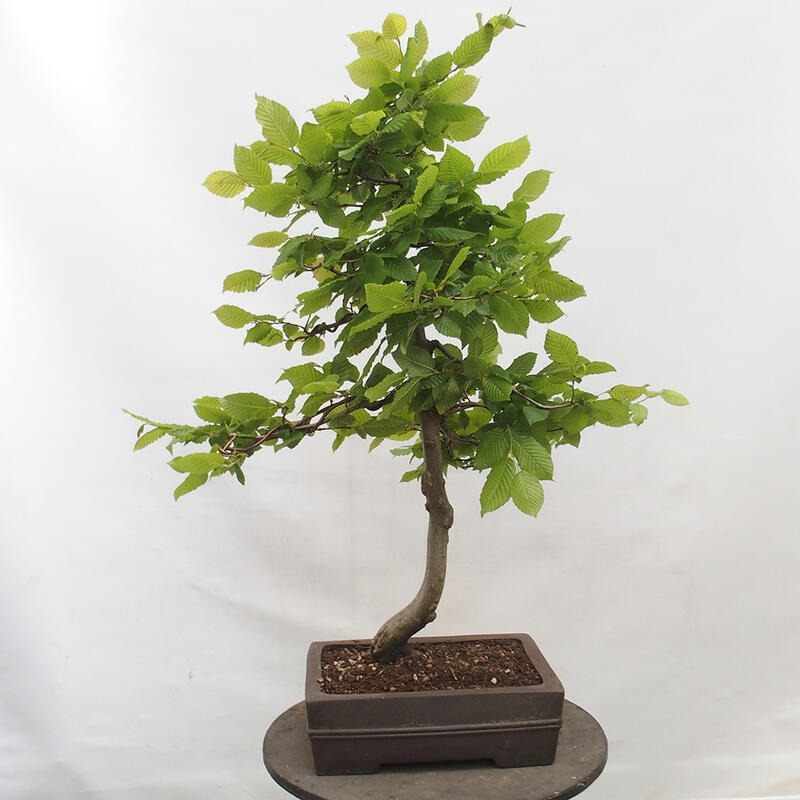 Bonsai im Freien - Hainbuche - Carpinus betulus