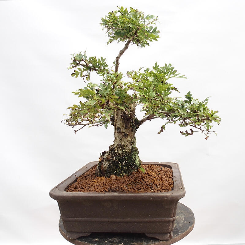 Bonsai im Freien - Weißdorn - Crataegus monogyna