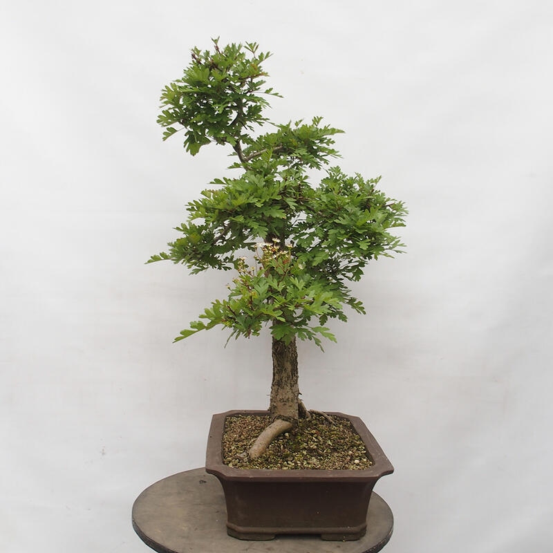 Bonsai im Freien - Weißdorn - Crataegus monogyna