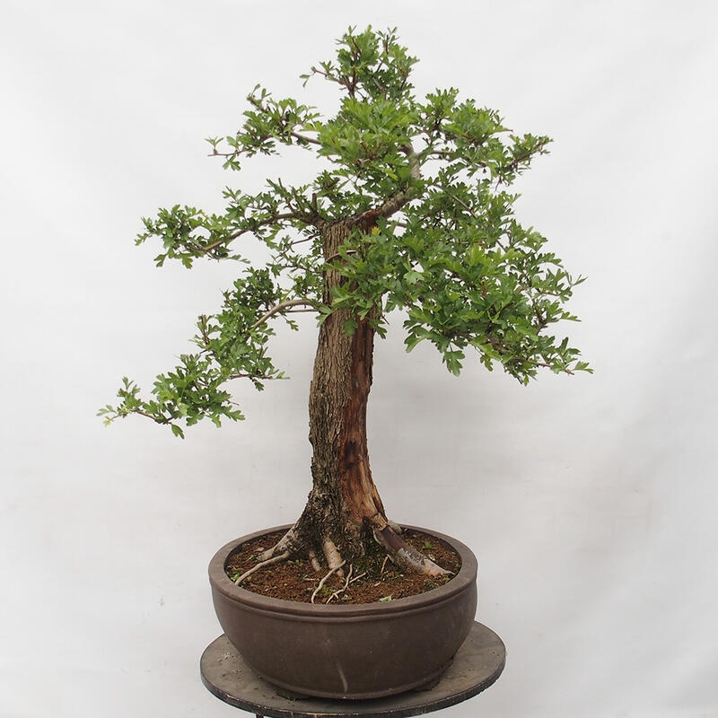 Bonsai im Freien - Weißdorn - Crataegus monogyna