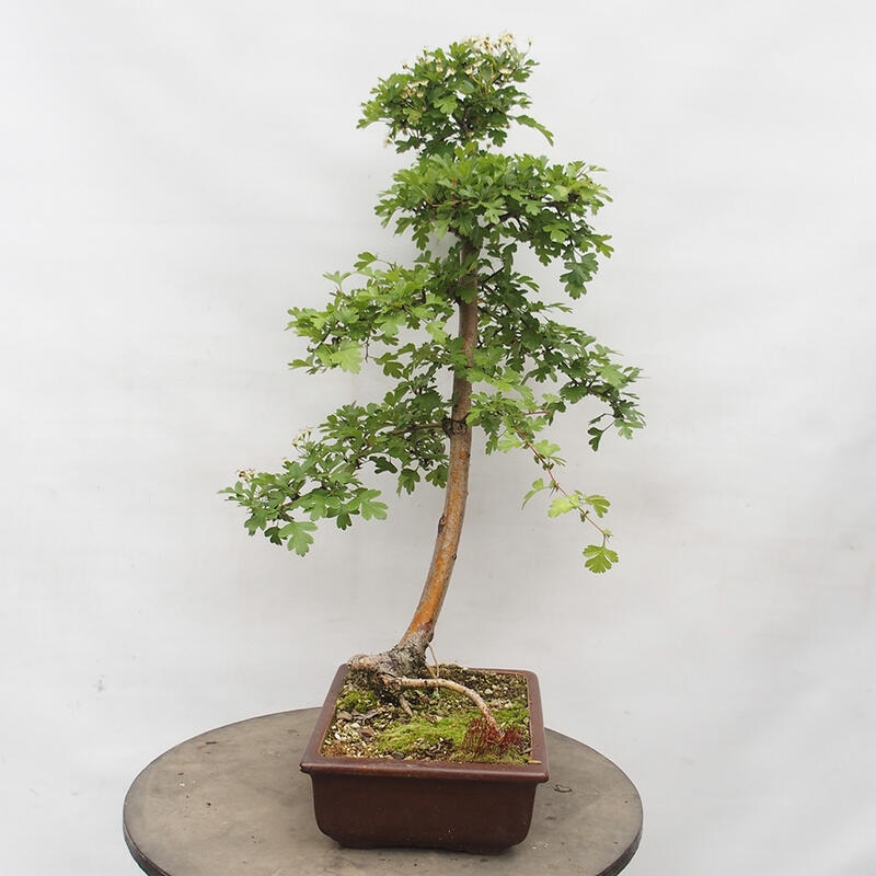 Bonsai im Freien - Weißdorn - Crataegus monogyna