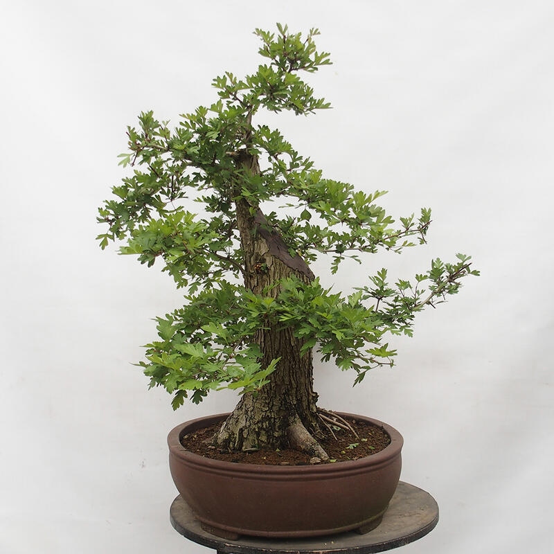 Bonsai im Freien - Weißdorn - Crataegus monogyna