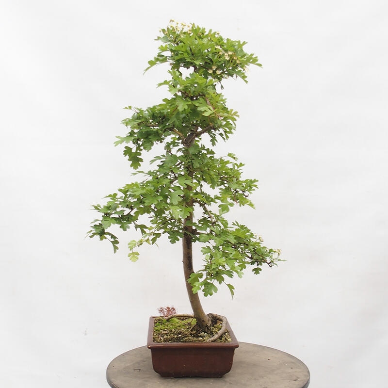 Bonsai im Freien - Weißdorn - Crataegus monogyna