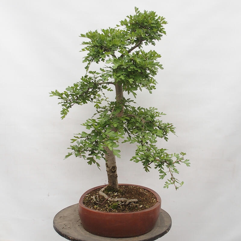 Bonsai im Freien - Weißdorn - Crataegus monogyna