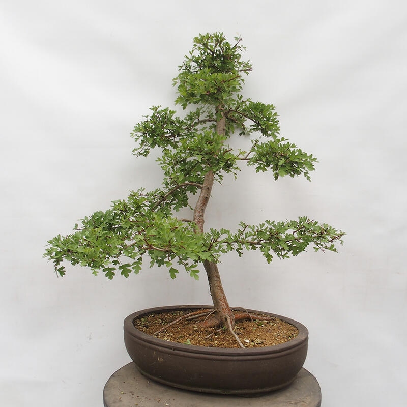 Bonsai im Freien - Weißdorn - Crataegus monogyna