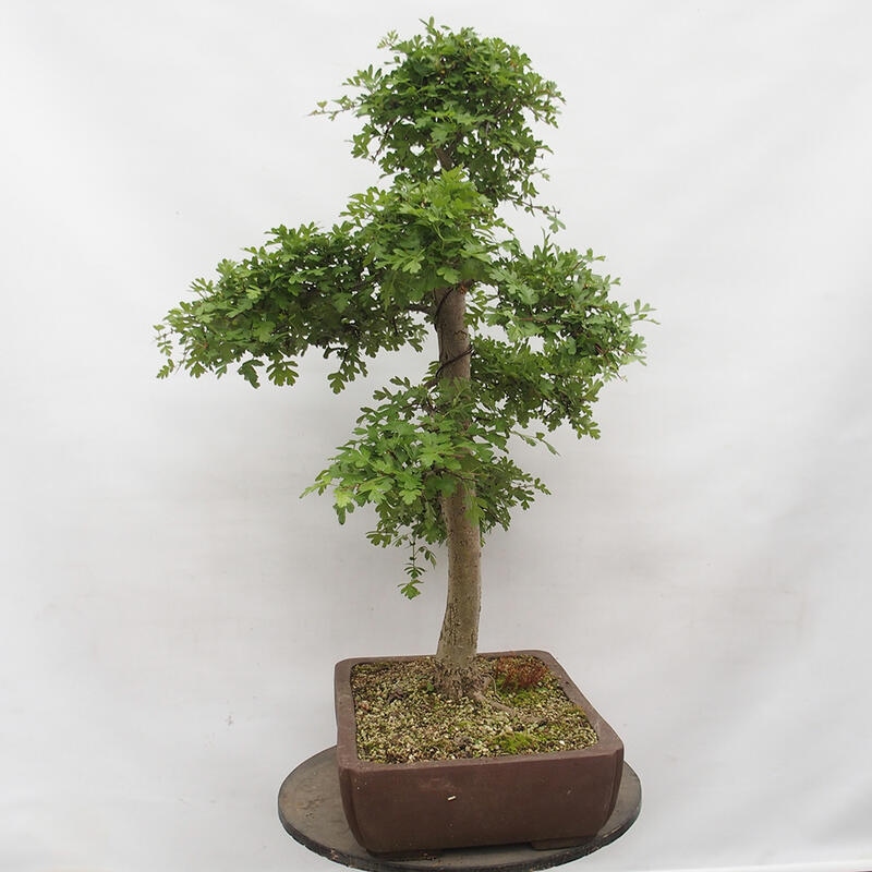 Bonsai im Freien - Weißdorn - Crataegus monogyna