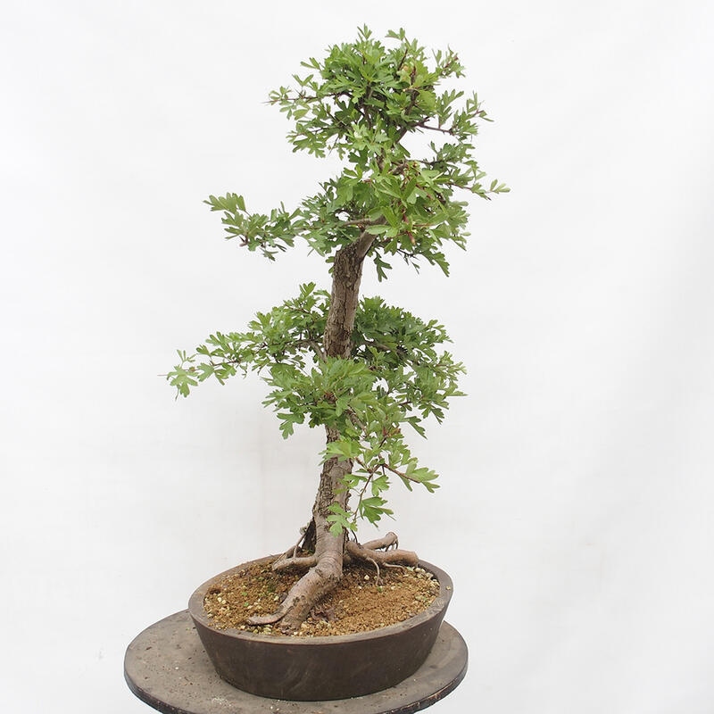 Bonsai im Freien - Weißdorn - Crataegus monogyna