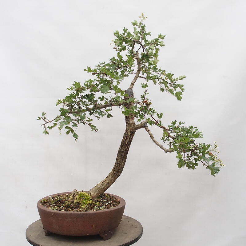 Bonsai im Freien - Weißdorn - Crataegus monogyna