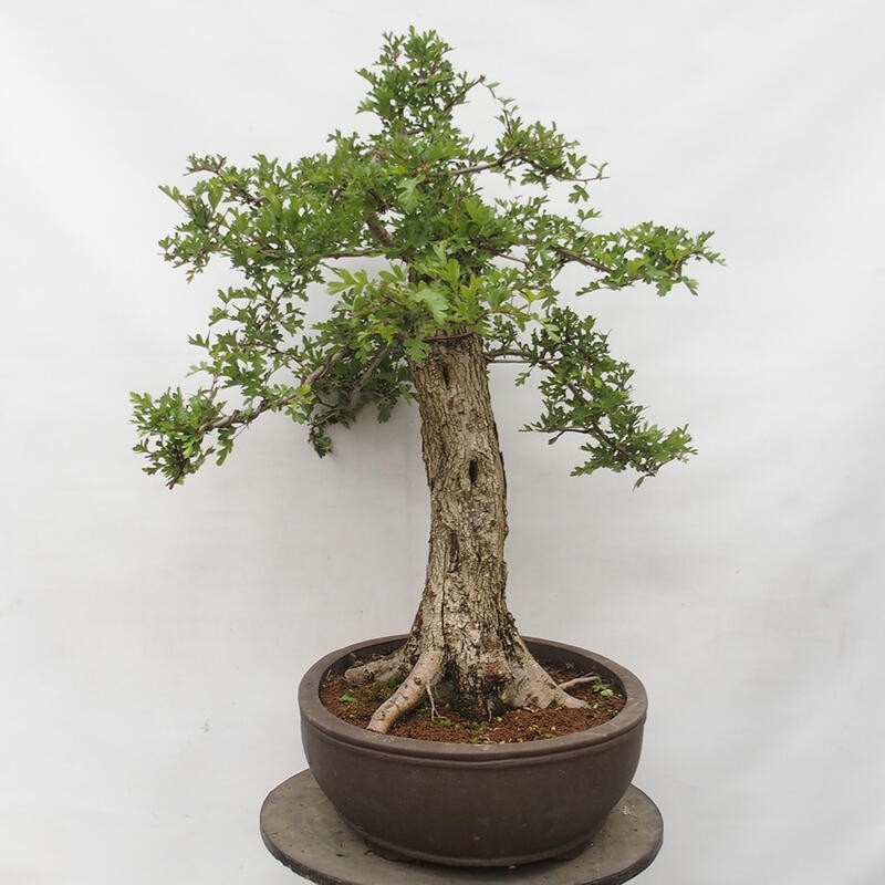 Bonsai im Freien - Weißdorn - Crataegus monogyna