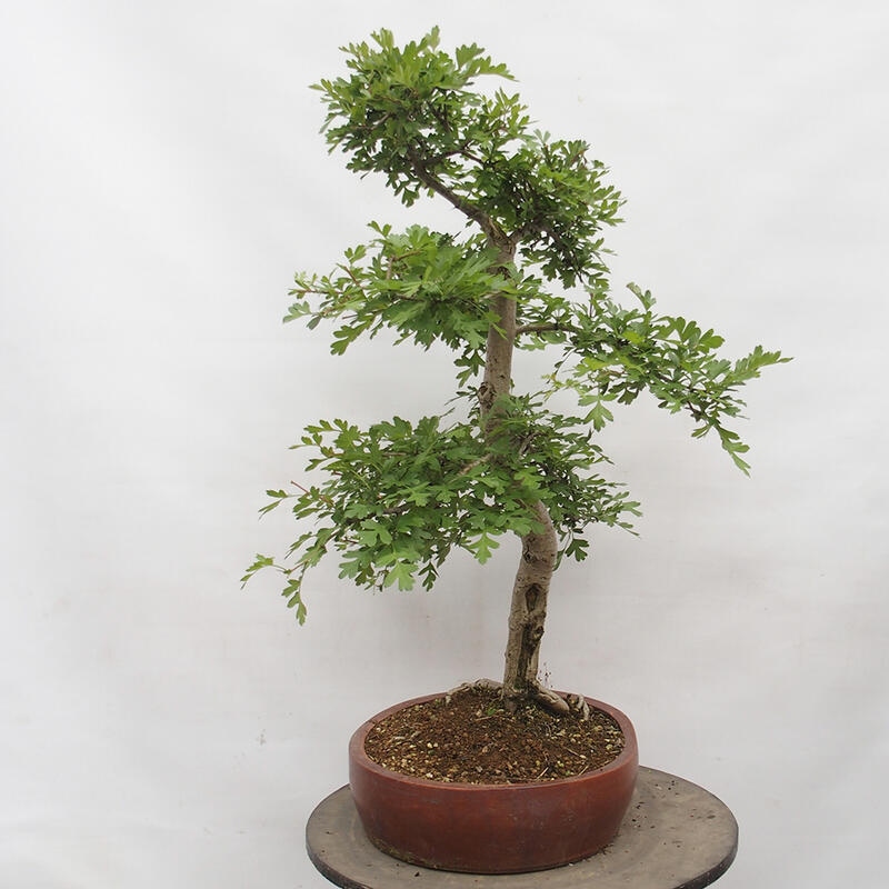 Bonsai im Freien - Weißdorn - Crataegus monogyna