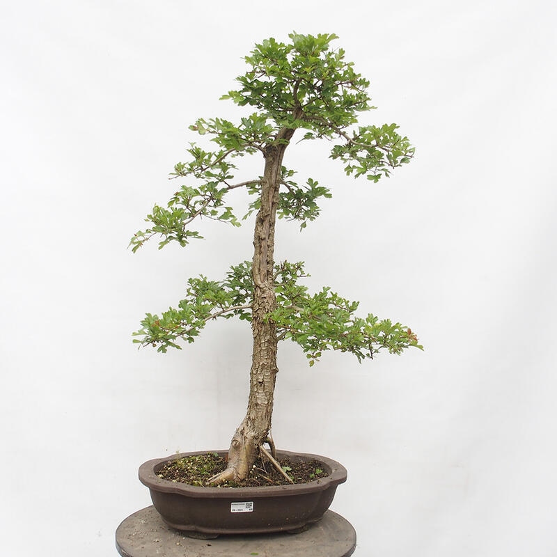 Bonsai im Freien - Weißdorn - Crataegus monogyna