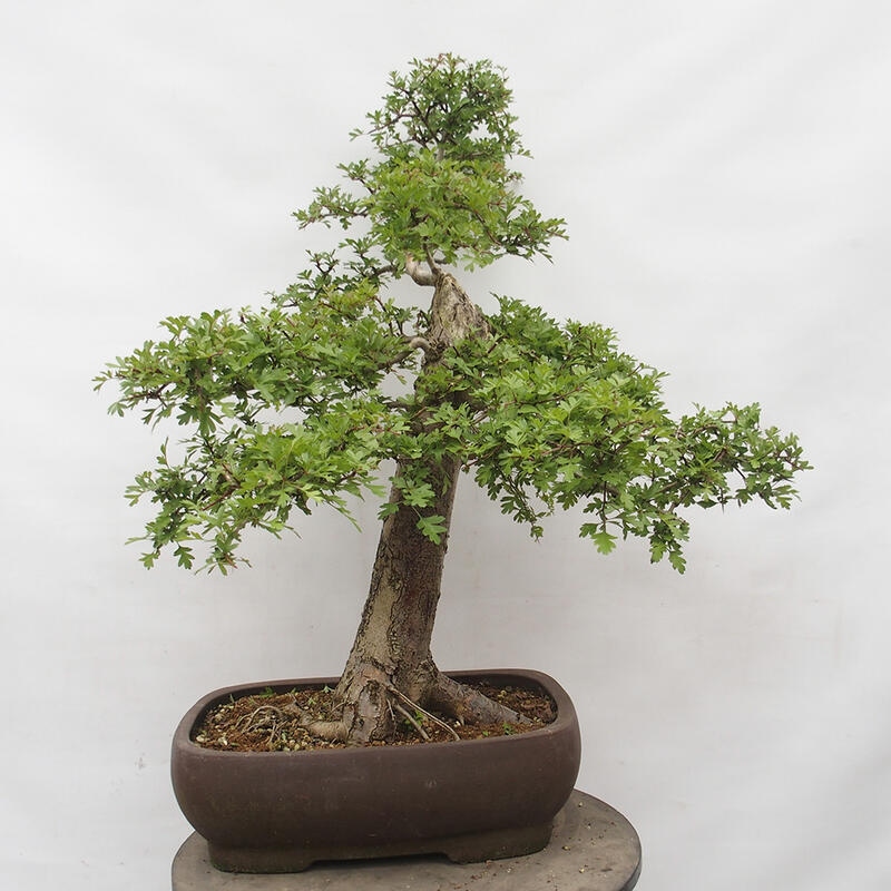 Bonsai im Freien - Weißdorn - Crataegus monogyna