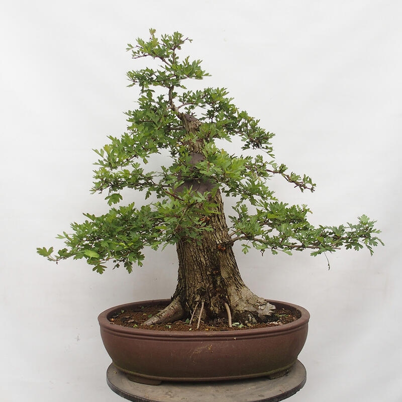 Bonsai im Freien - Weißdorn - Crataegus monogyna