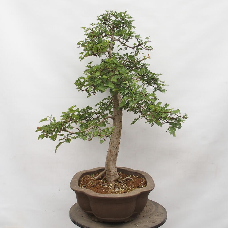 Bonsai im Freien - Weißdorn - Crataegus monogyna