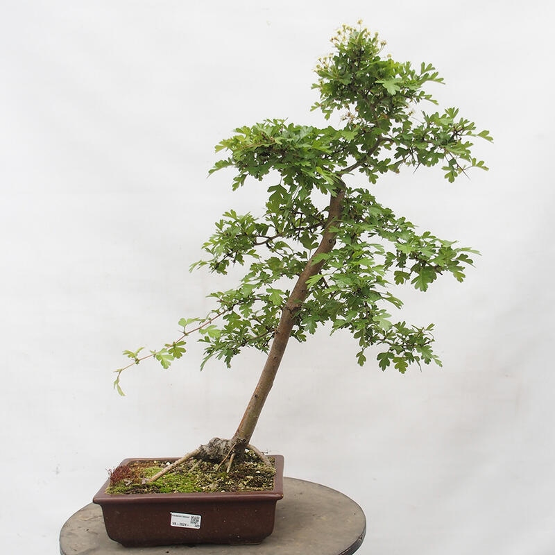 Bonsai im Freien - Weißdorn - Crataegus monogyna