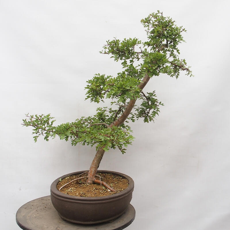 Bonsai im Freien - Weißdorn - Crataegus monogyna