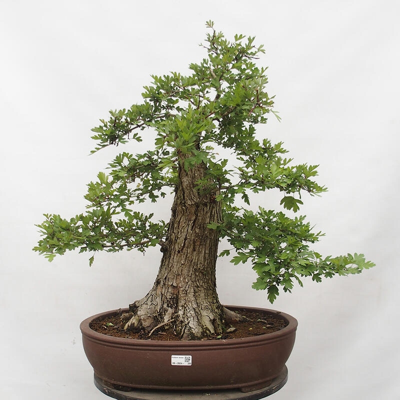 Bonsai im Freien - Weißdorn - Crataegus monogyna