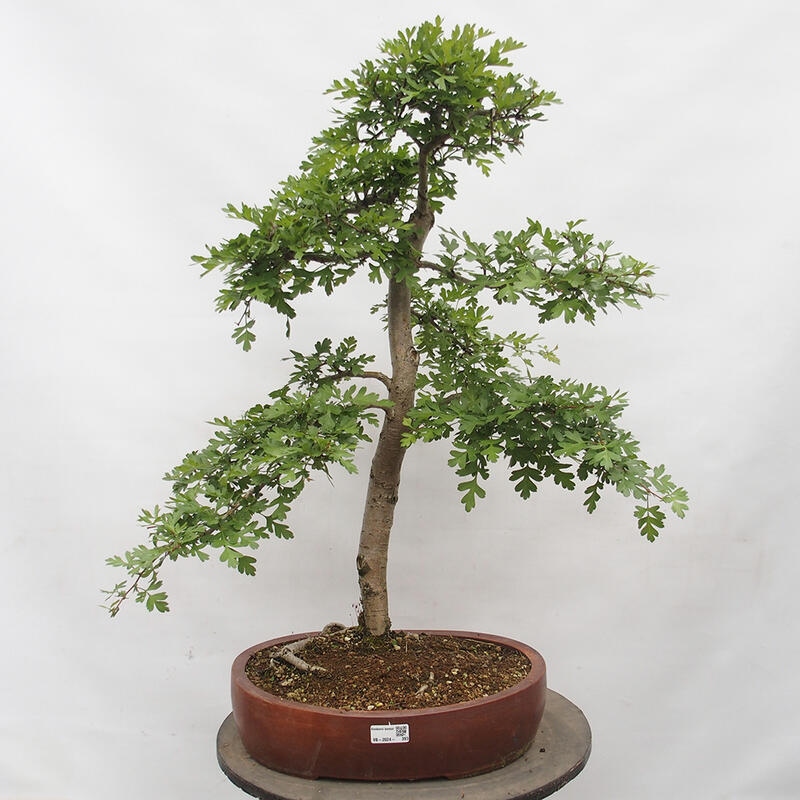 Bonsai im Freien - Weißdorn - Crataegus monogyna