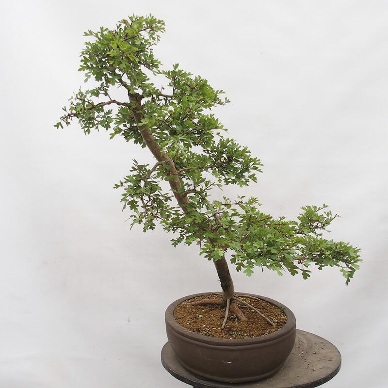 Bonsai im Freien - Weißdorn - Crataegus monogyna