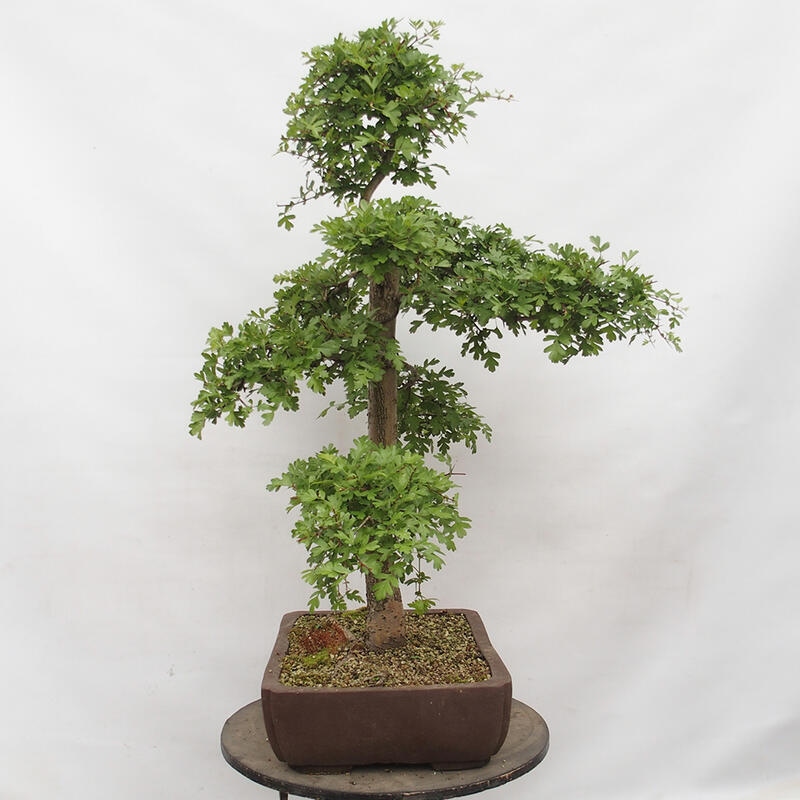 Bonsai im Freien - Weißdorn - Crataegus monogyna