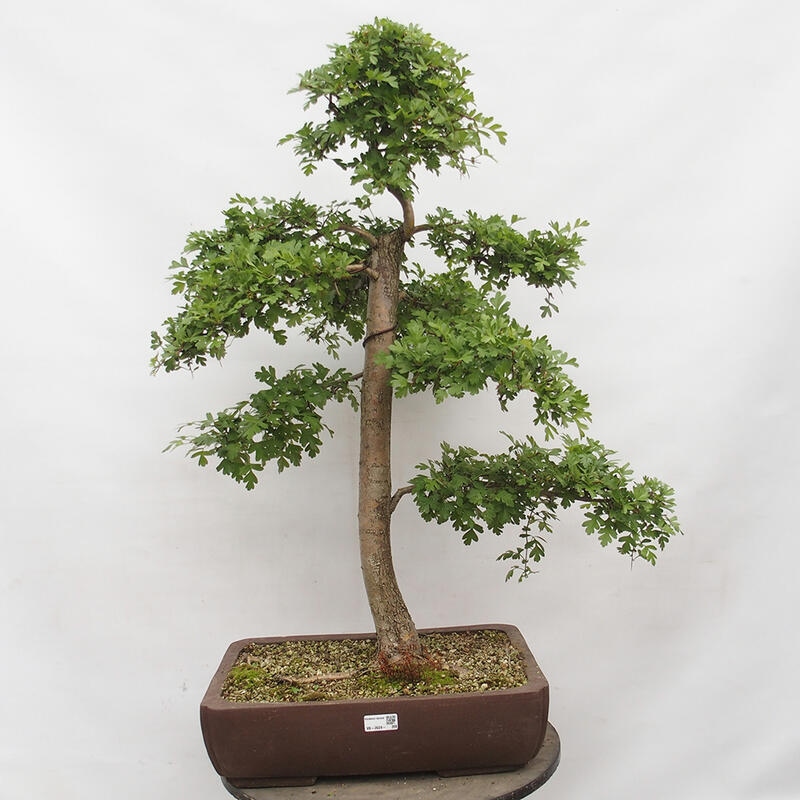 Bonsai im Freien - Weißdorn - Crataegus monogyna