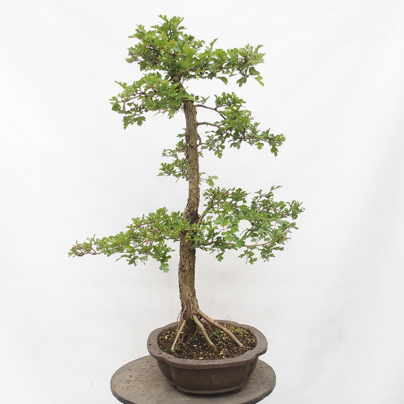 Bonsai im Freien - Weißdorn - Crataegus monogyna