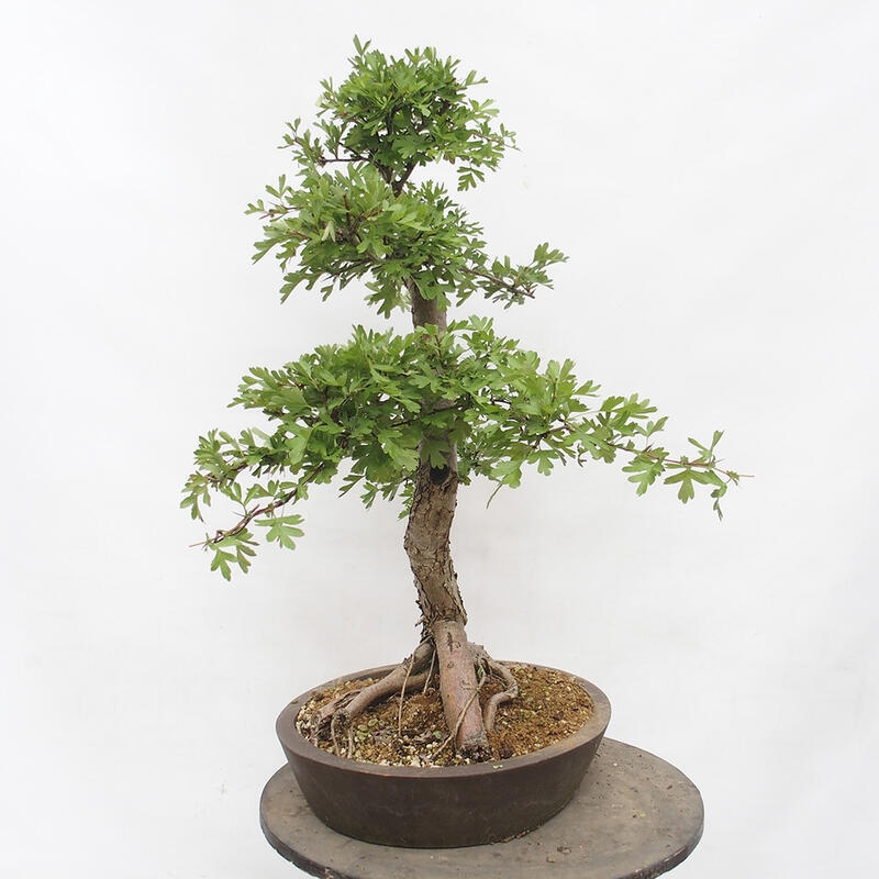 Bonsai im Freien - Weißdorn - Crataegus monogyna