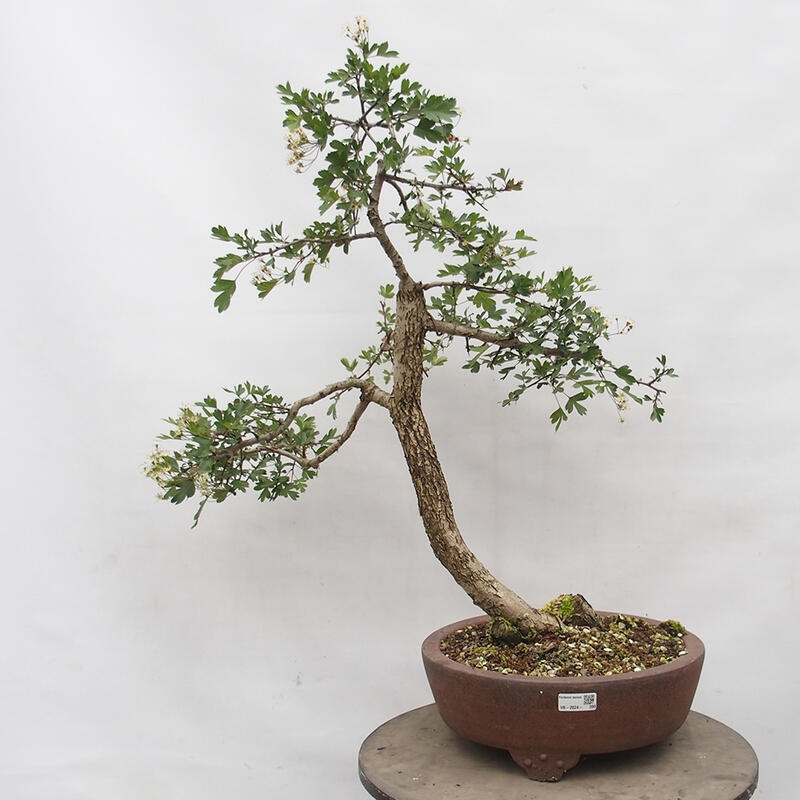 Bonsai im Freien - Weißdorn - Crataegus monogyna