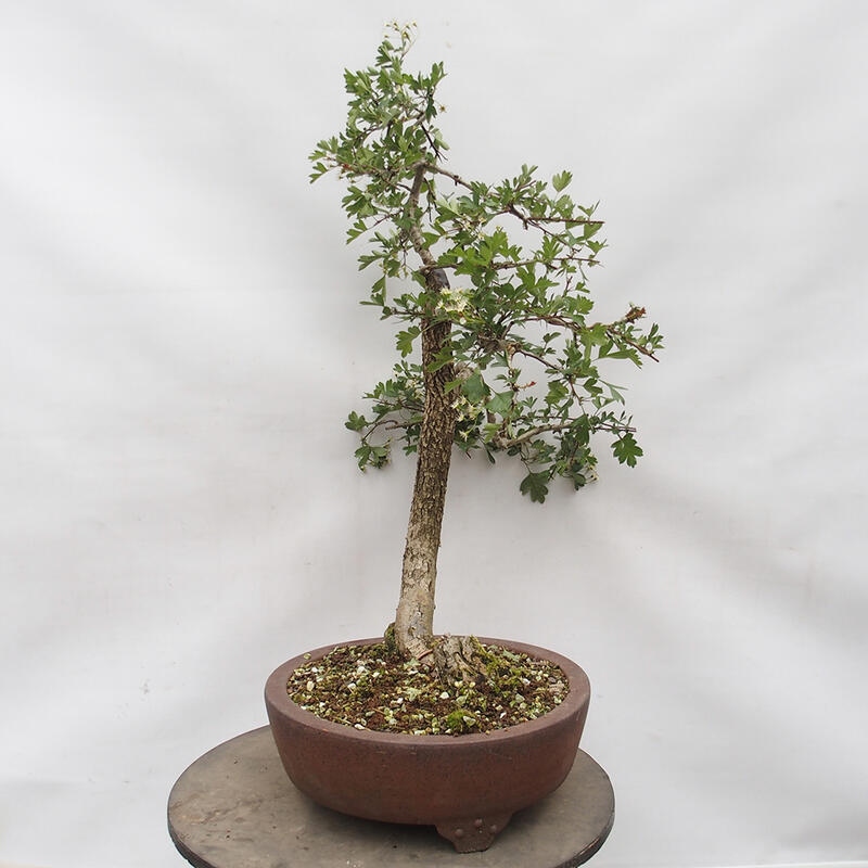 Bonsai im Freien - Weißdorn - Crataegus monogyna