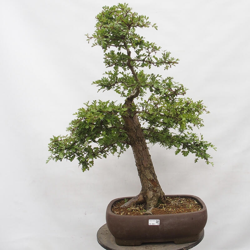 Bonsai im Freien - Weißdorn - Crataegus monogyna