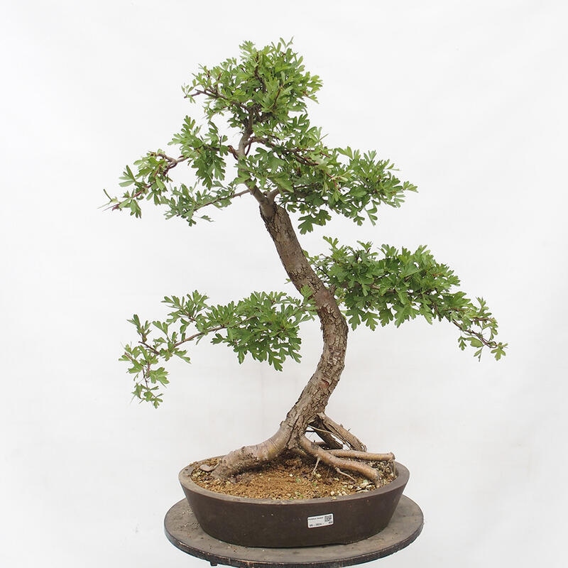 Bonsai im Freien - Weißdorn - Crataegus monogyna