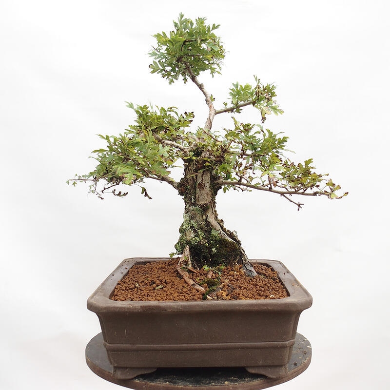 Bonsai im Freien - Weißdorn - Crataegus monogyna