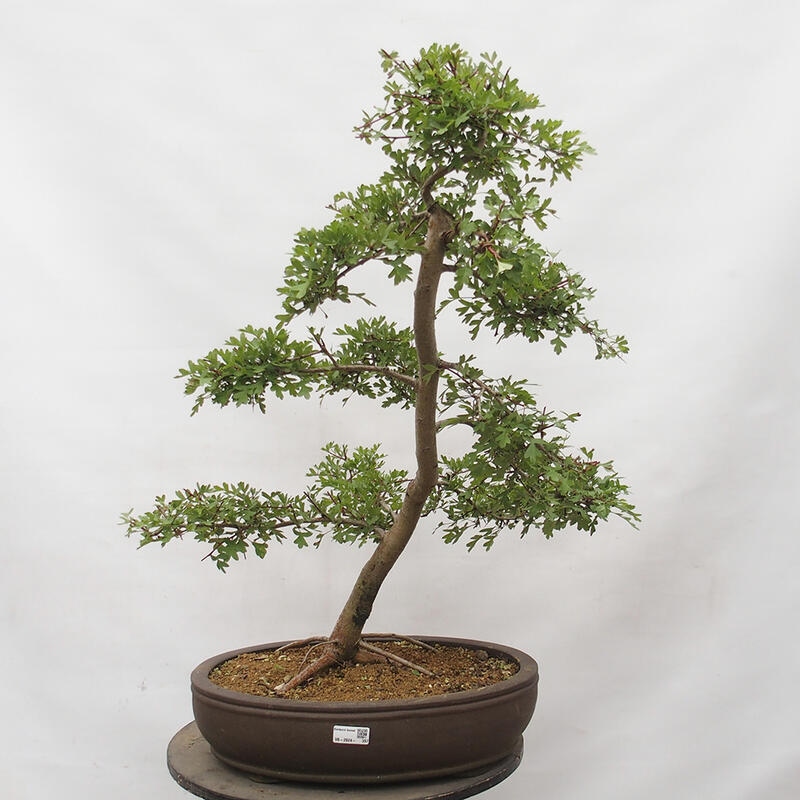 Bonsai im Freien - Weißdorn - Crataegus monogyna